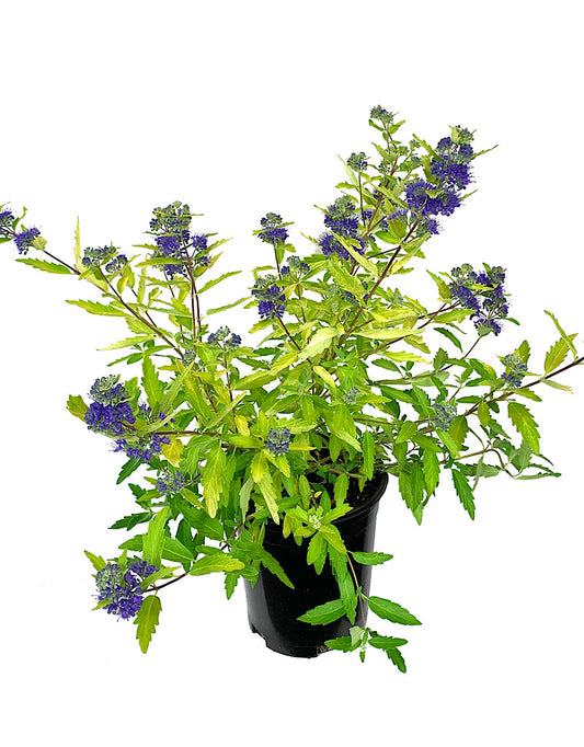 Caryopteris 'Gold Crest' 1 Gallon