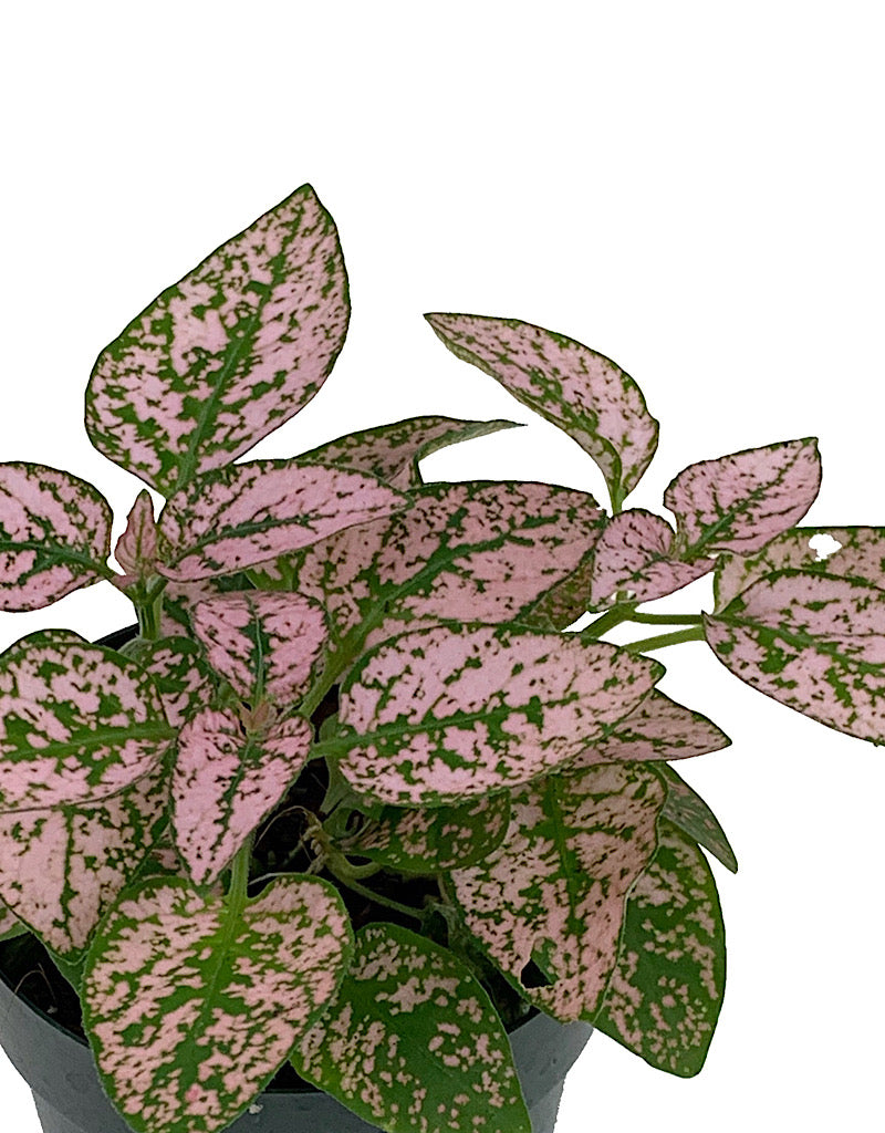 Hypoestes phyllostachya 'Pink' 2 Inch