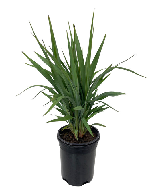 Dianella hybrid 'Clarity Blue' 1 Gallon