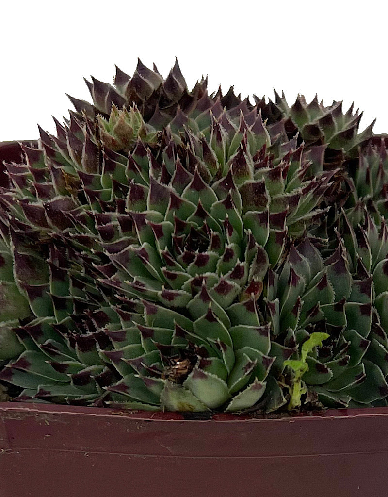 Sempervivum 'Mrs. Giuseppe' 4 Inch