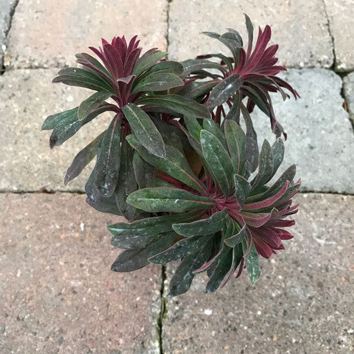 Euphorbia 'Ruby Glow' 4 inch