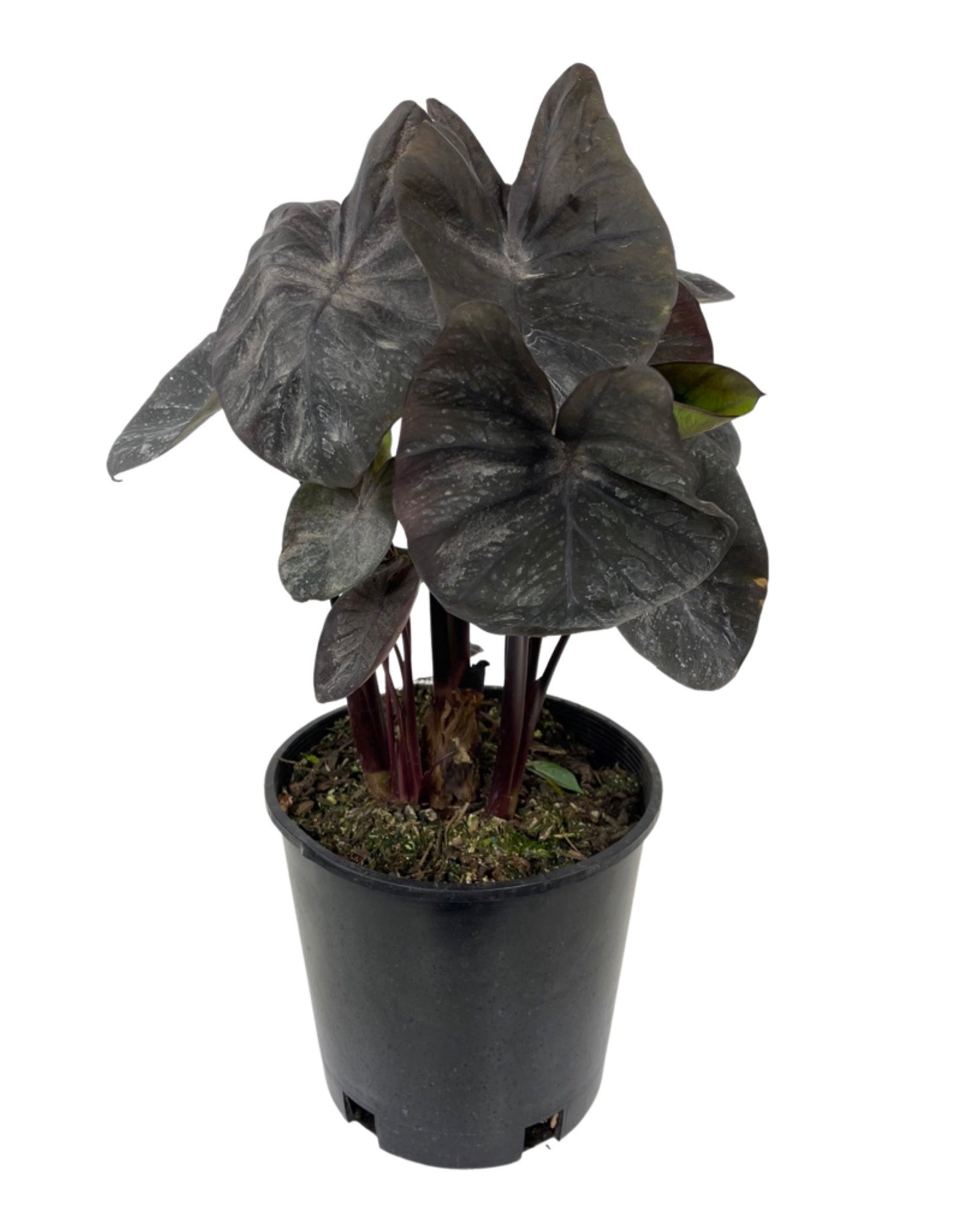 Colocasia esculenta 'Black Coral'