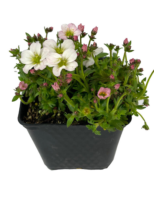 Saxifraga 'Alpino White' 4 inch