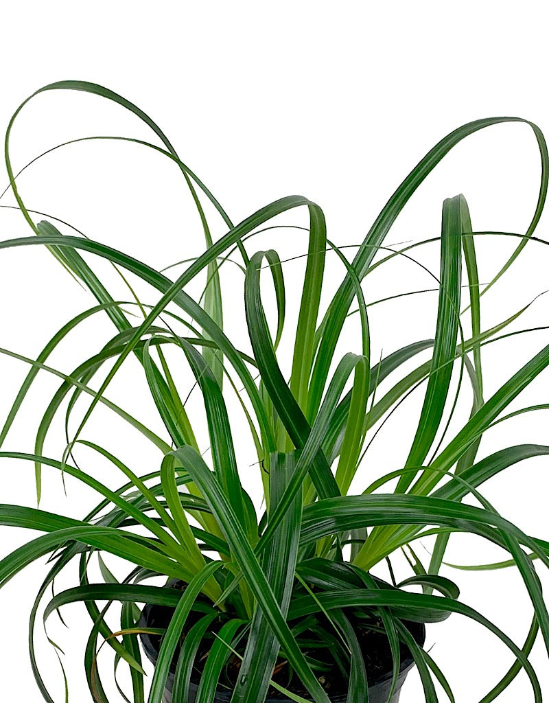 Carex 'Ribbon Falls'  Quart