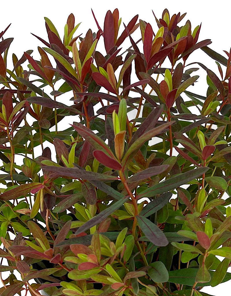 Euphorbia 'Bonfire' 1 Gallon