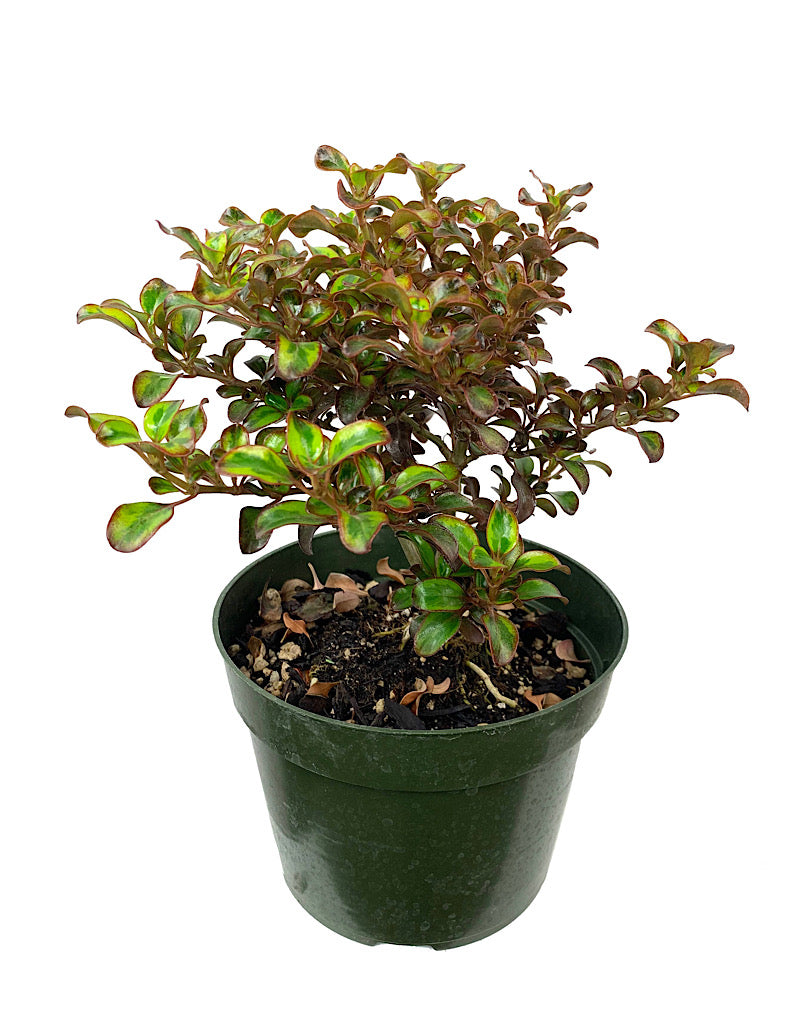 Coprosma 'Tequila Sunrise' 1 Gallon