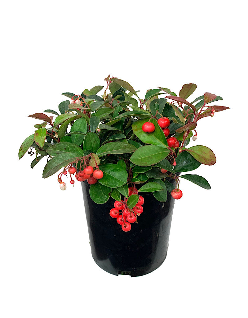 Gaultheria procumbens 'Cherry Berries' 1 Gallon