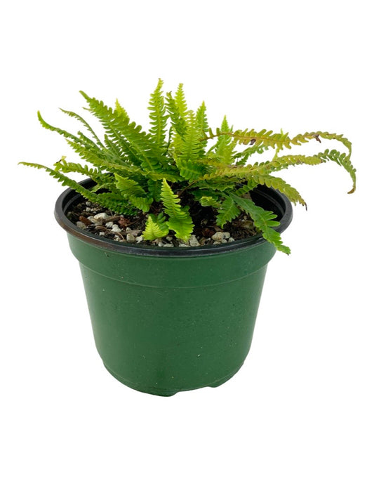 Blechnum spicant 'Deer Fern'