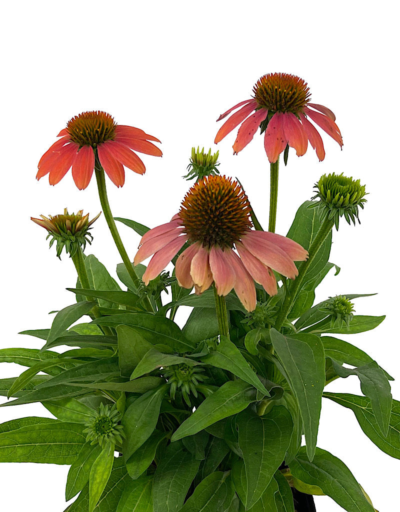 Echinacea 'Sombrero Poco Hot Coral' 1 Gallon