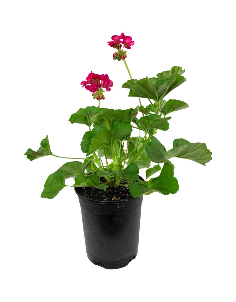 Geranium Zonal 'Rocky Mountain Violet' 1 Gallon