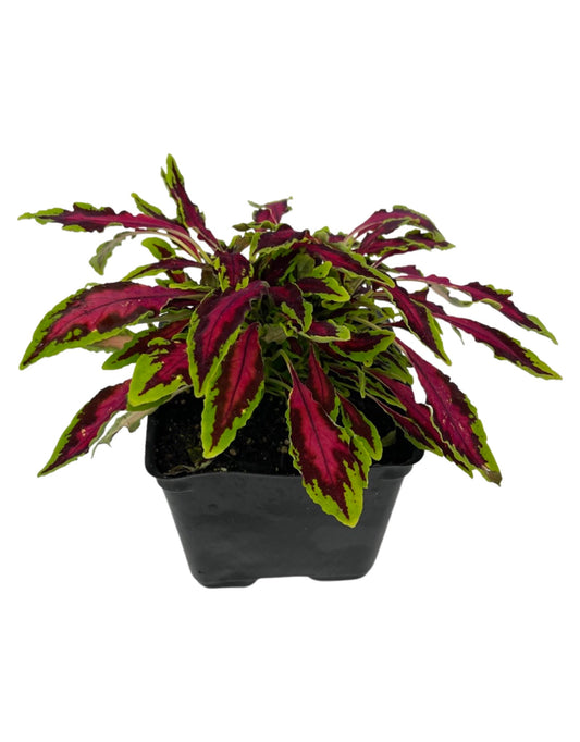 Coleus 'Spitfire' 4 Inch