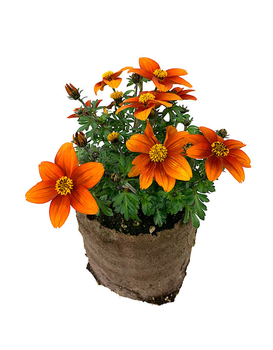 Bidens 'Bidy Bop Blaze'  4 inch