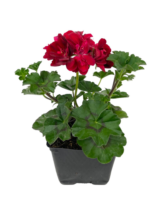 Ivy Geranium 'Ivy League Red' 4 Inch