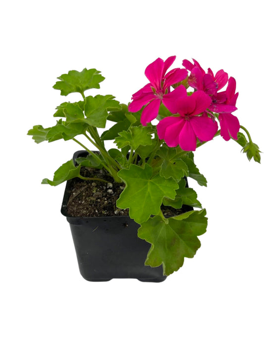 Geranium Zonal 'Caliente Rose'