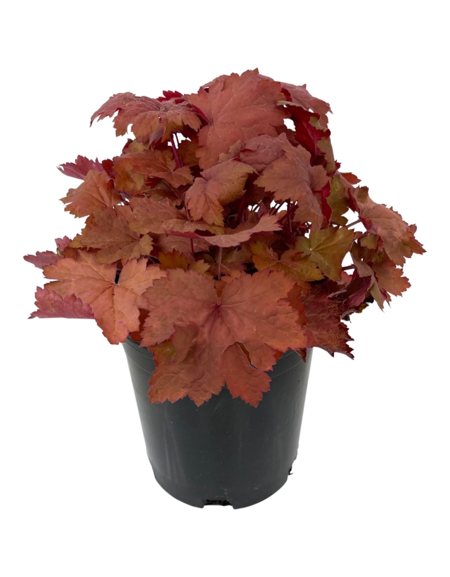 Heuchera 'Magma' 1 Gallon