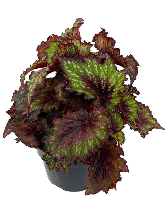 Begonia 'T-Rex Painter s Palette' 6 Inch