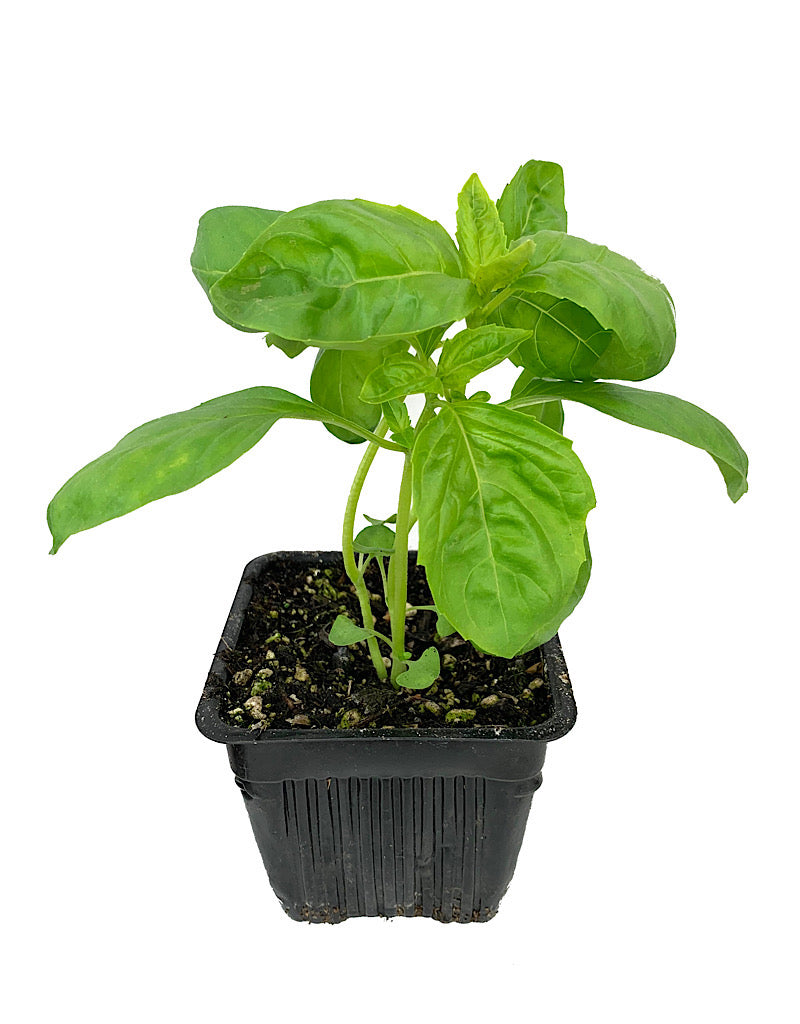 Basil  €˜Sweet Italian  4 Inch