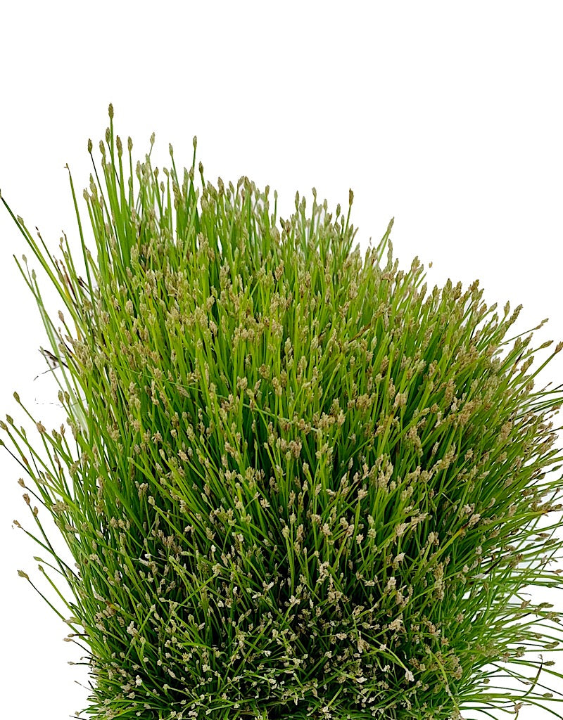 Eleocharis radicans  4 inch