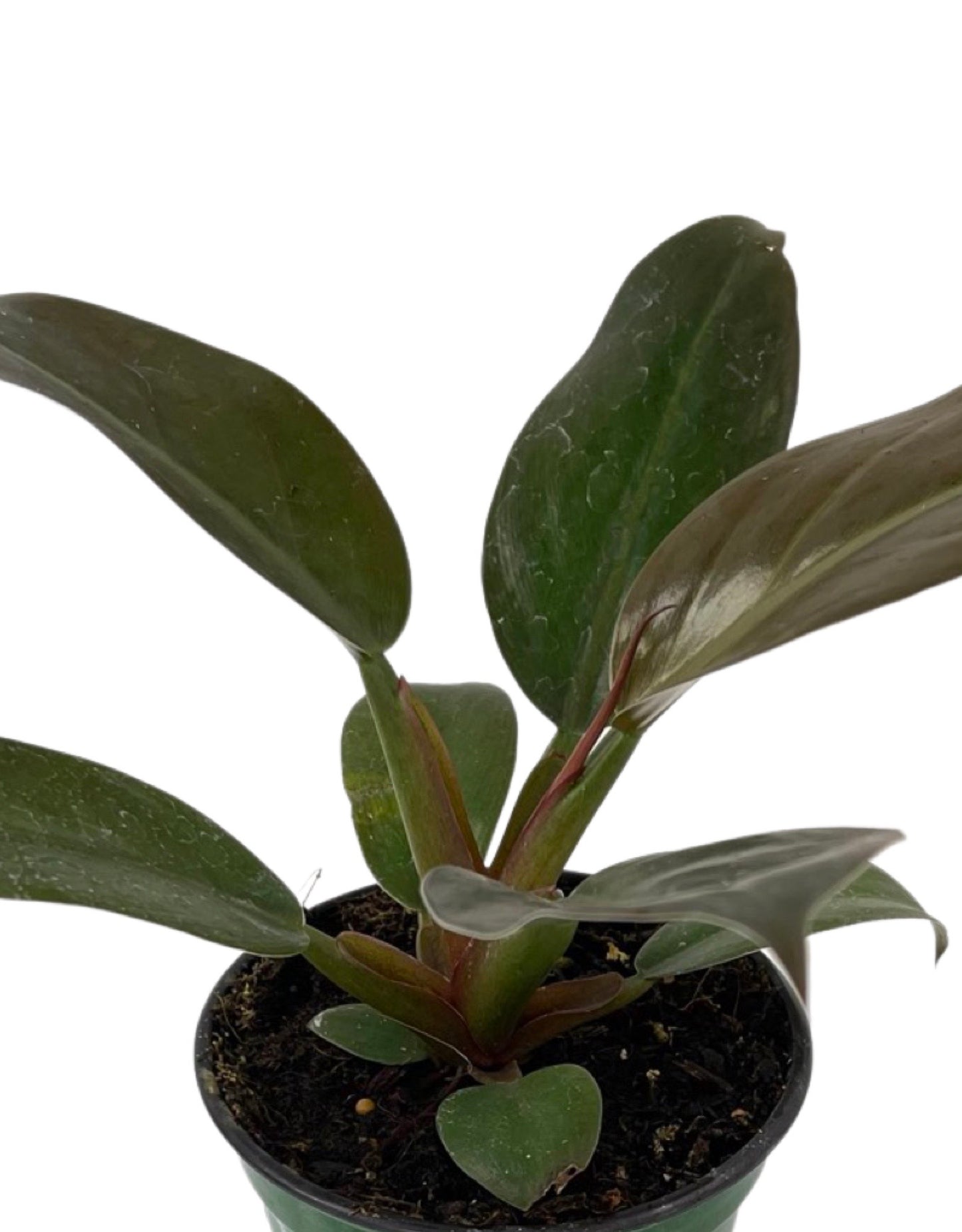 Philodendron 'Red Diamond' 4 Inch