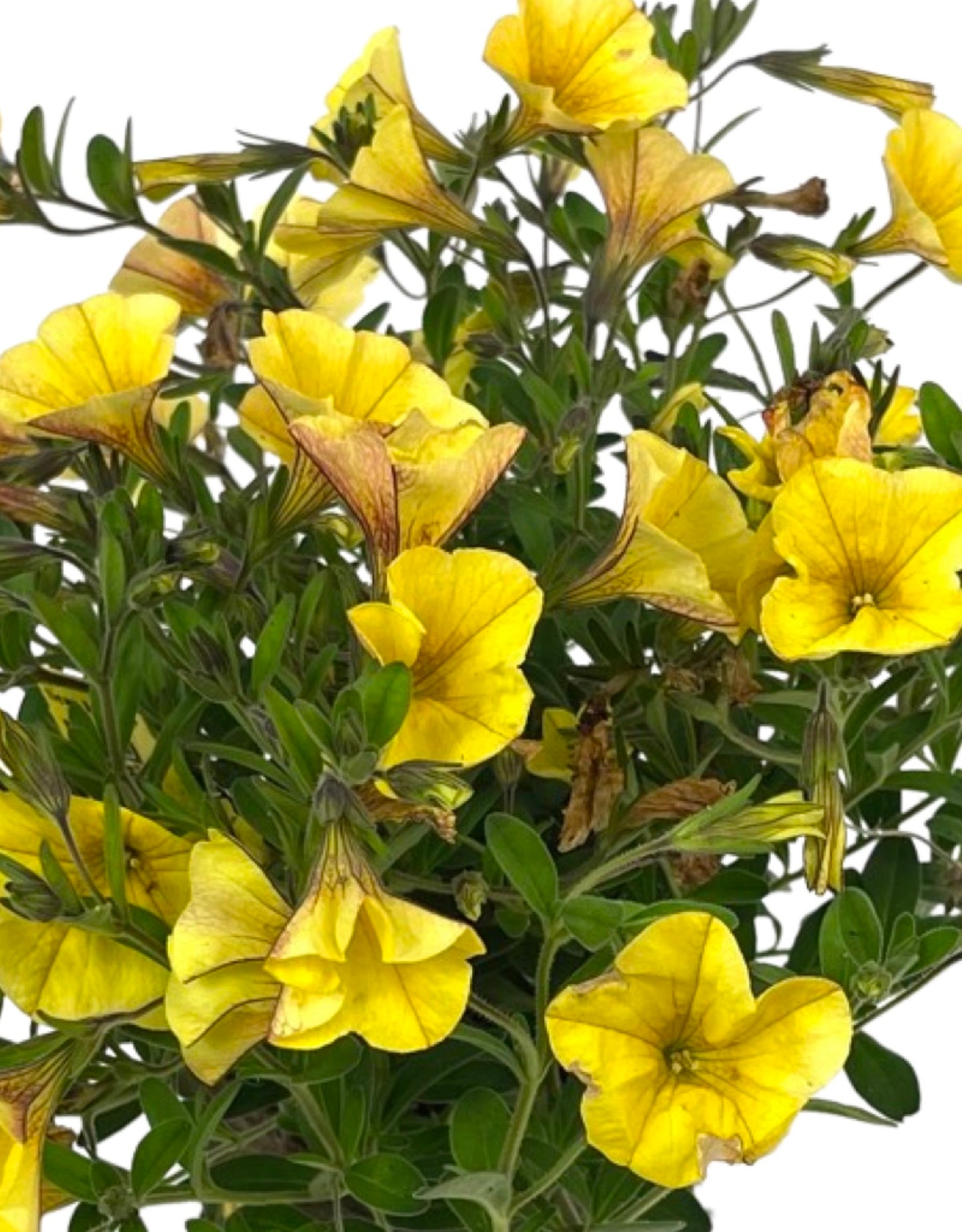 Calibrachoa  €˜Bloomtastic Yellow  4 Inch