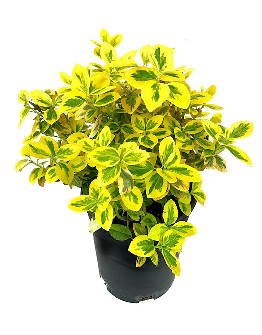 Euonymus f. 'Emerald n Gold' 1 Gallon