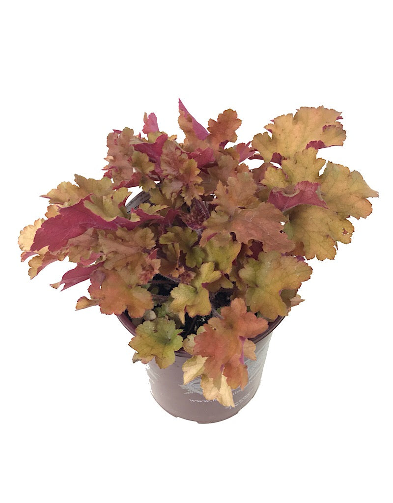 Heuchera 'Marmalade'