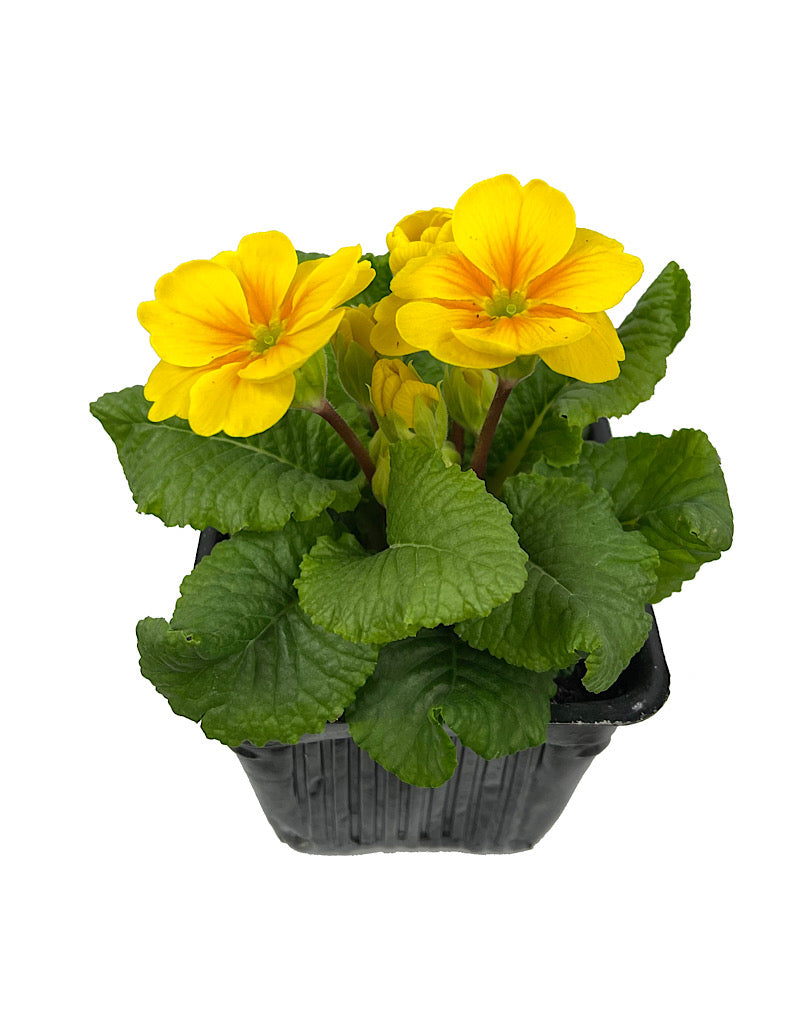 Primrose 4 Inch