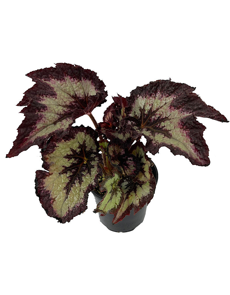 Begonia 'Jurassic Silver Point' 4 Inch