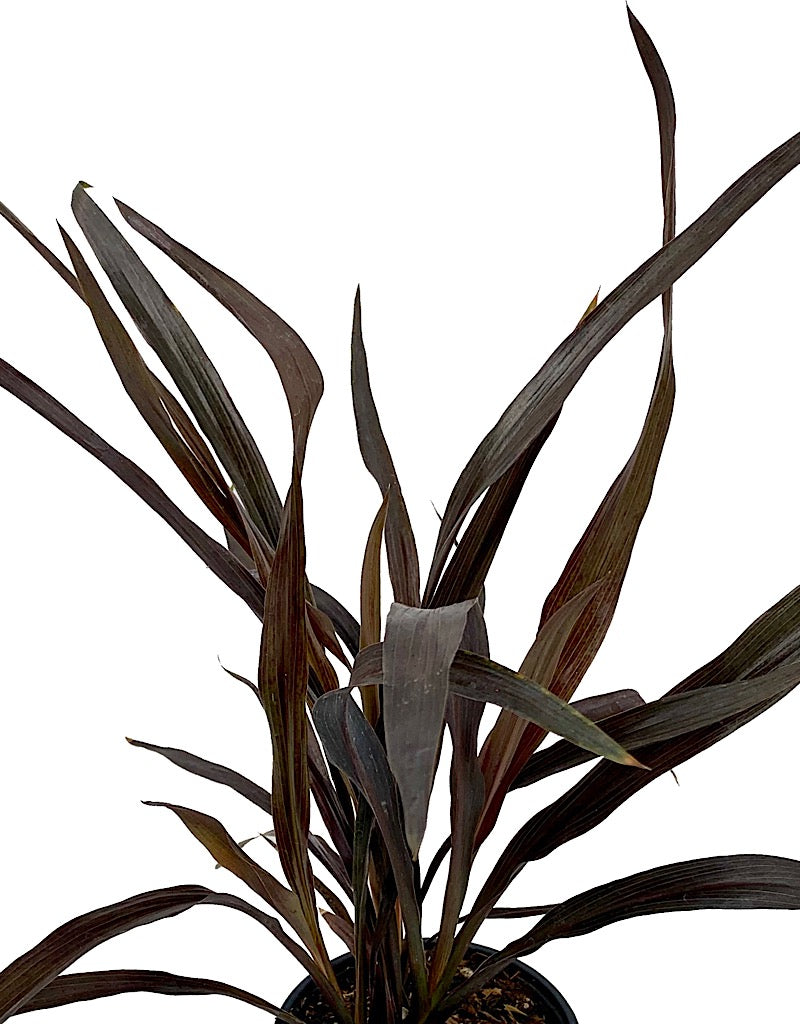 Cordyline australis 'Renegade' Quart