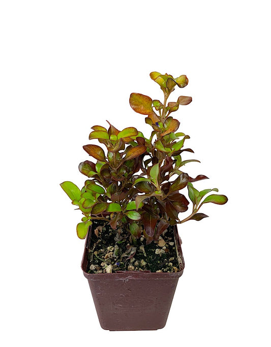 Coprosma 'Pina Colada' Quart