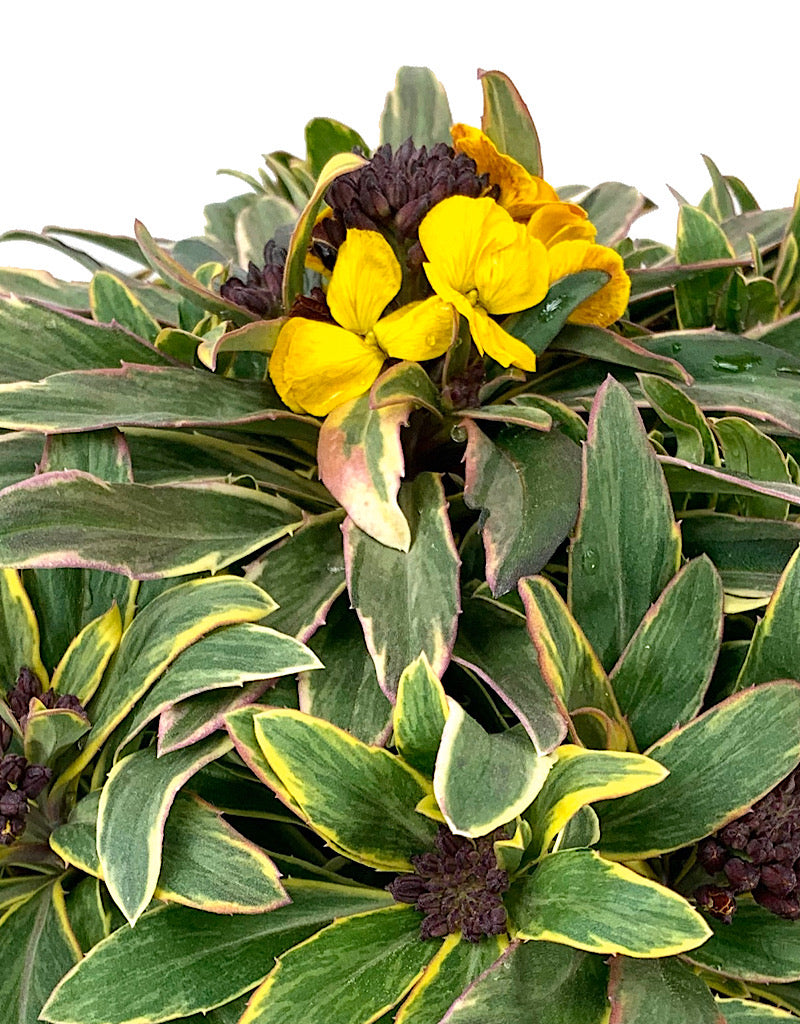 Erysimum 'Fragrant Star' 1 Gallon