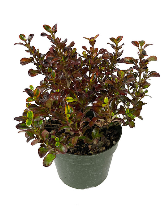 Coprosma 'Tequila Sunrise' 10 Inch