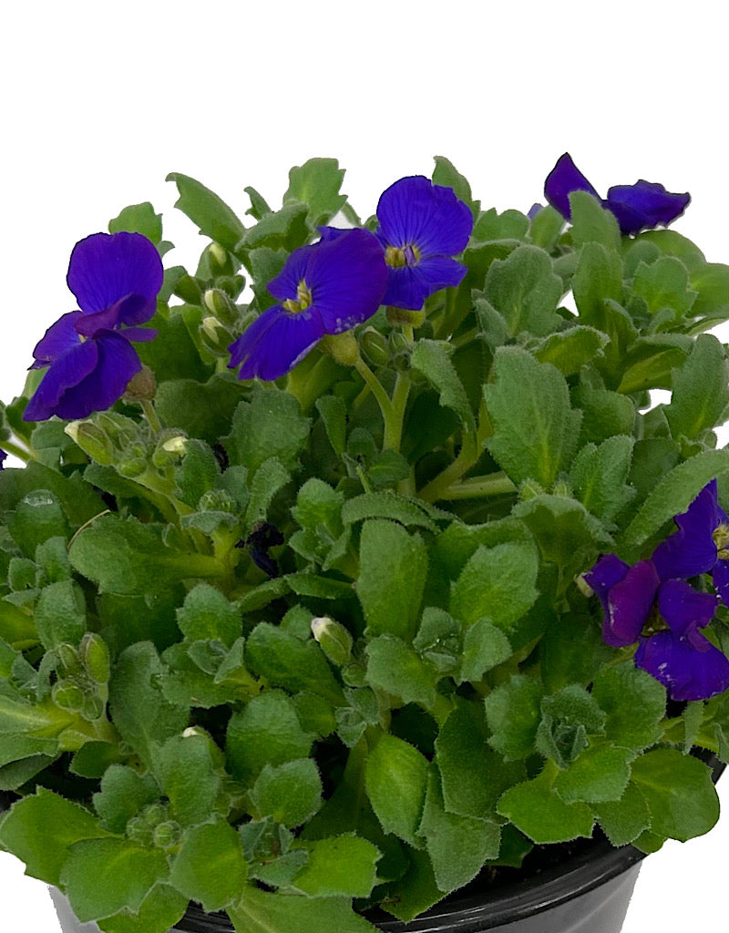 Aubrieta 'Axcent Deep Purple' Quart