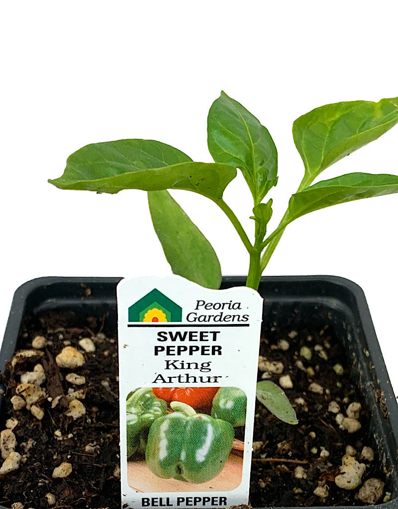 Pepper 'King Arthur'  4 inch