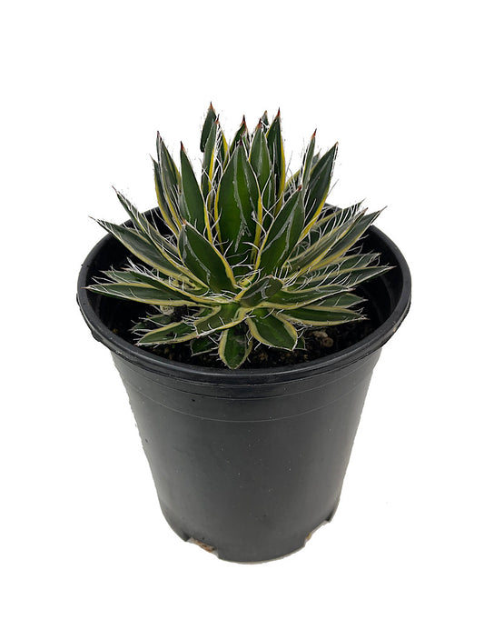 Agave schidigira  €˜Shira-Ito-No-Ohi  1 Gallon