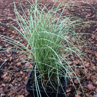 Carex 'Amazon Mist'- 4 inch