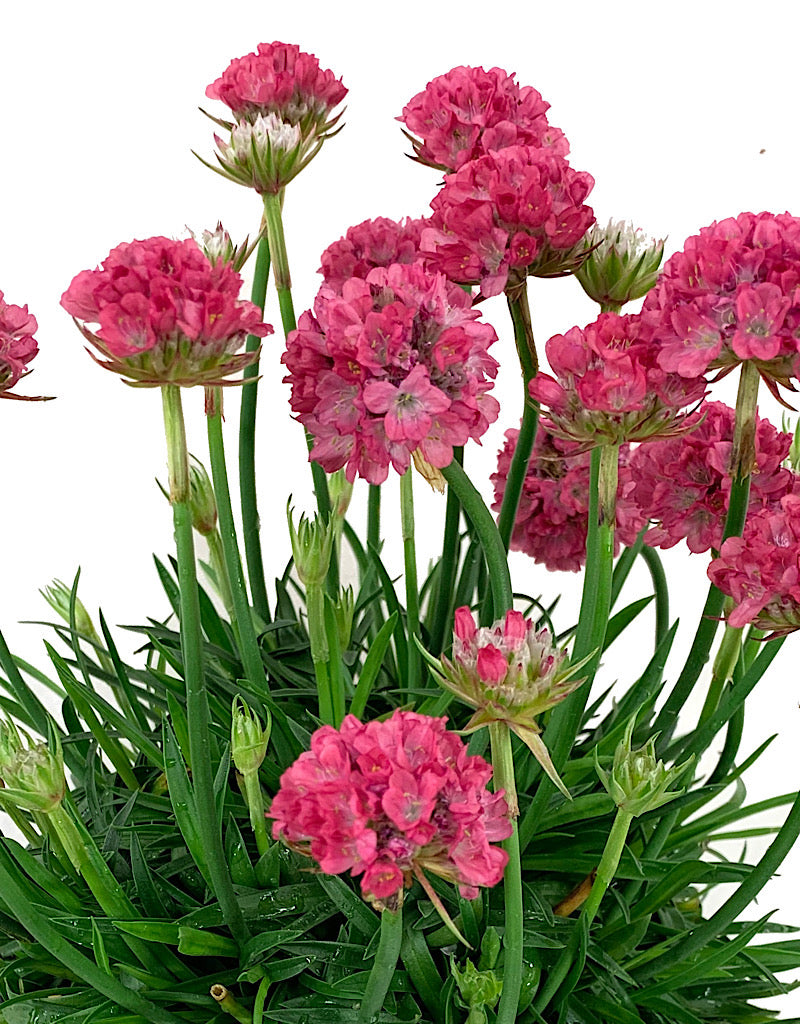 Armeria pseudarmeria 'Dreamland' 1 Gallon