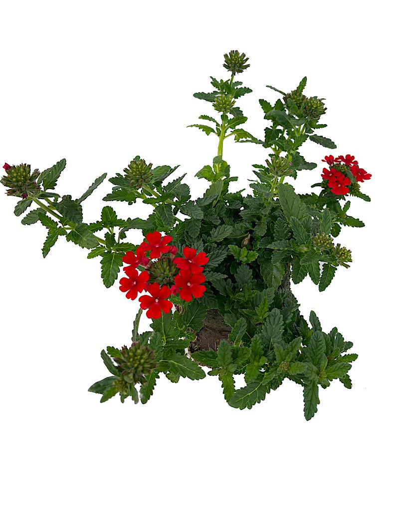 Verbena 'Firehouse Red  4 Inch