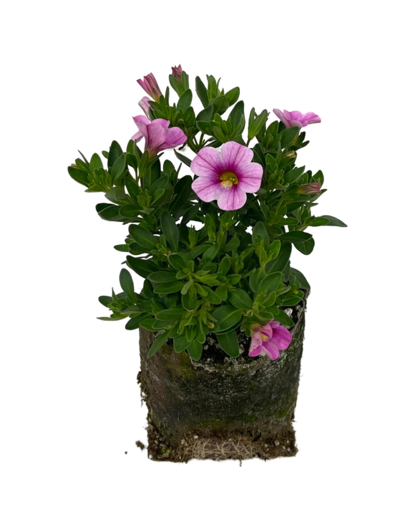 Calibrachoa 'Conga Pink  4 Inch