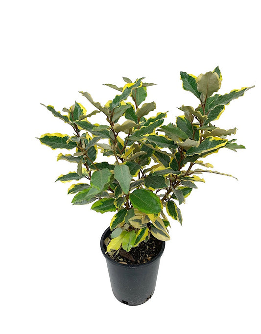 Elaeagnus x e. 'Olive Martini' 1 Gallon