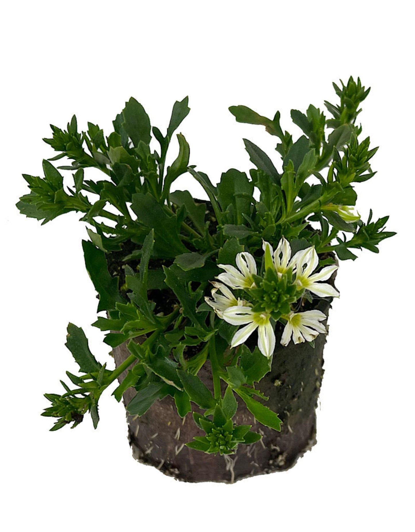 Scaevola 'Surdiva White Imp' 4 Inch