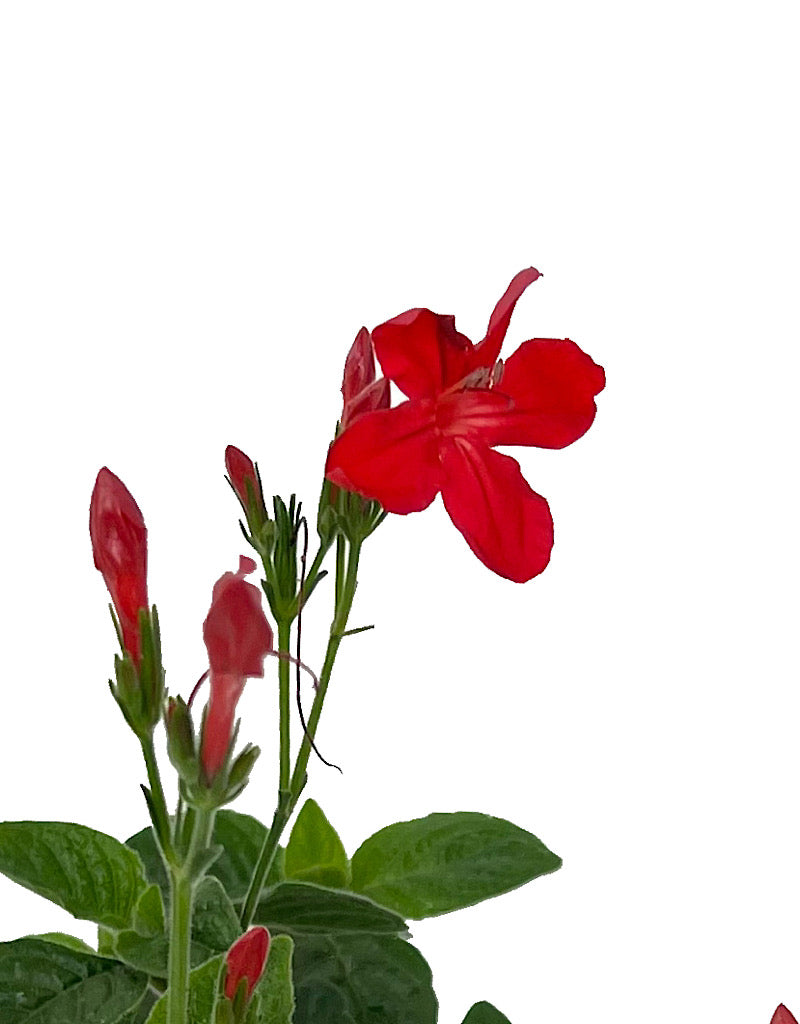 Ruellia elegans Quart