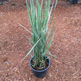 Calamagrostis 'Overdam'- 1 gal