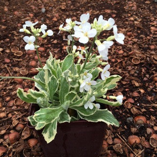 Arabis variegata- Quart