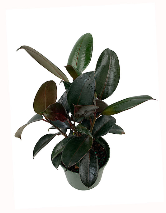 Ficus elastica 'Burgundy'  6 Inch