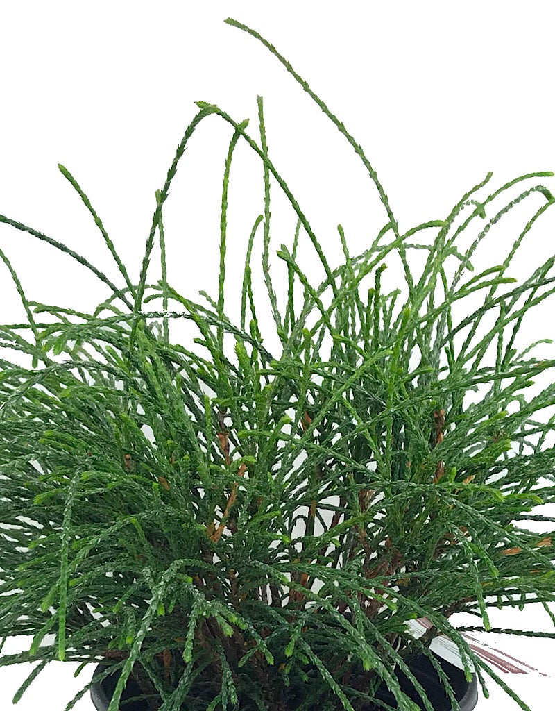 Thuja plicata 'Whipcord' 1 Gallon