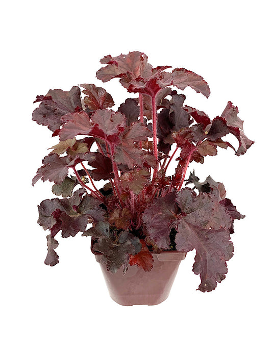 Heuchera micrantha 'Melting Fire' Quart