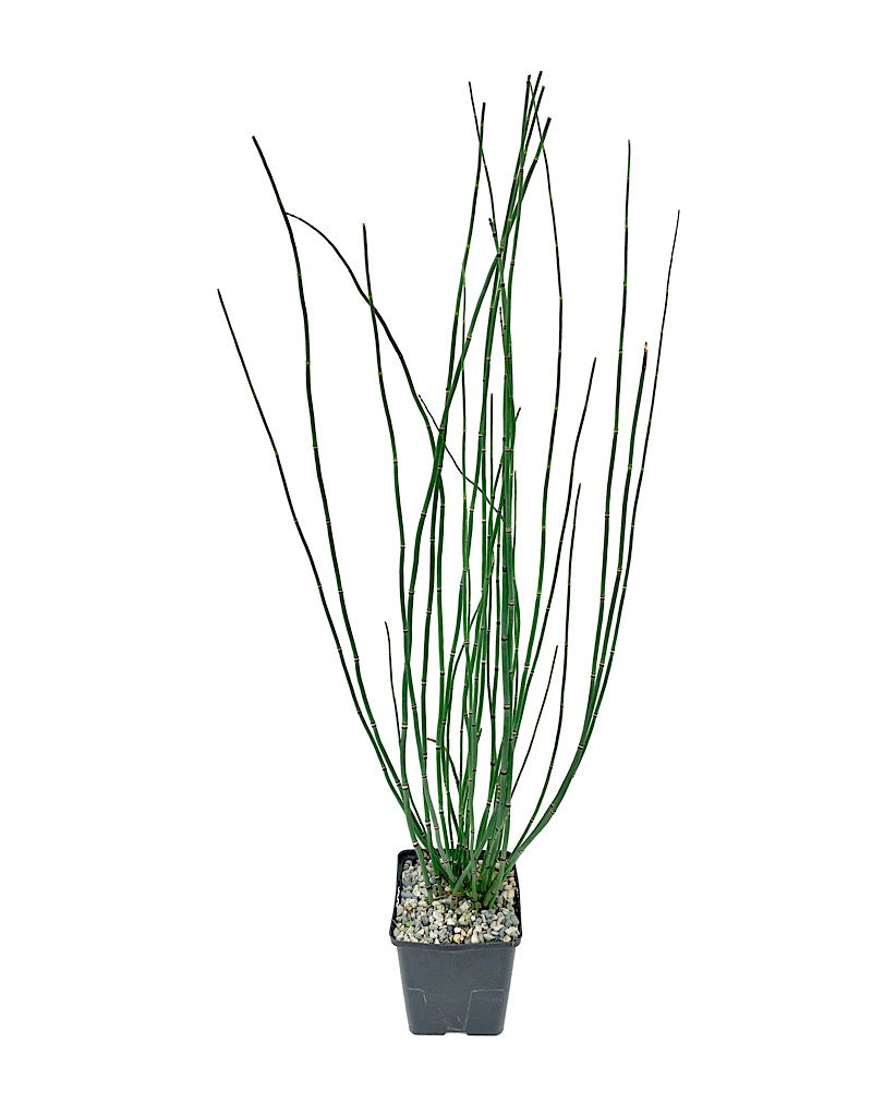 Equisetum japonica  1 gal