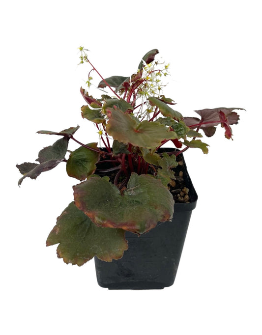 Saxifraga fortunei 'Rubrifolia' Quart