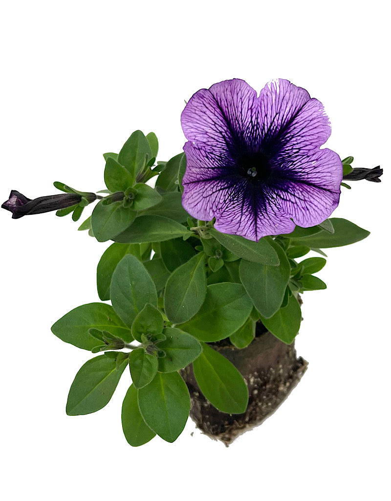 Petunia 'Purple Vein' 4 inch